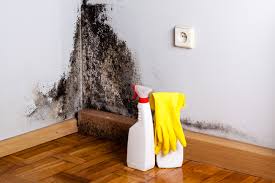 Why You Should Choose Our Mold Remediation Services in Tryon, NC